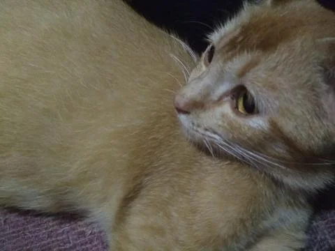 Orange cat Stock Photos