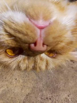 Orange cat Fotos de archivo