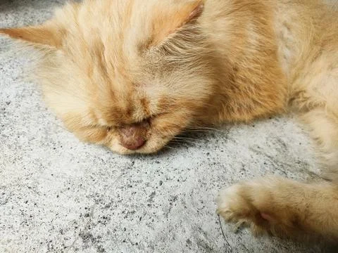 Orange Cat Stock Photos