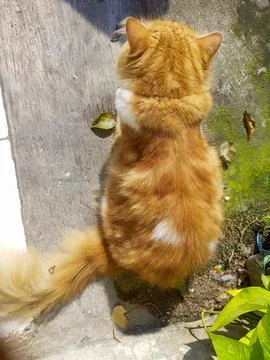 Orange cat Foto stock