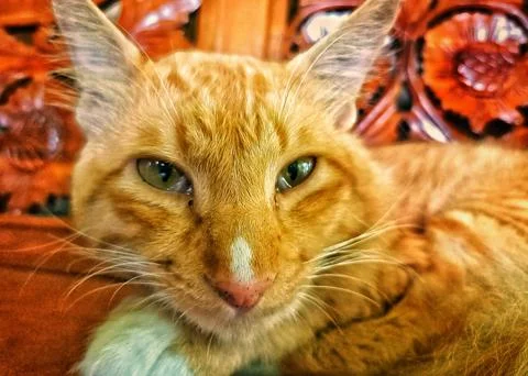 The orange cat Stock Photos