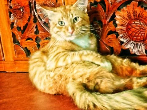 The orange cat Stock Photos