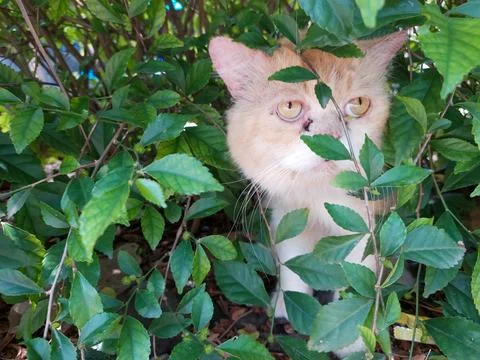 Orange cat Stock Photos