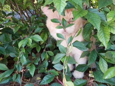 Orange cat Stock Photos