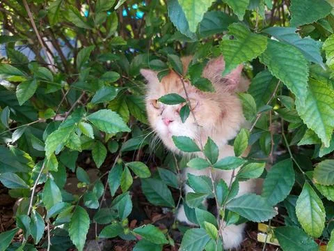 Orange cat Stock Photos