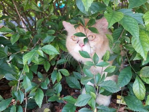 Orange cat Stock Photos