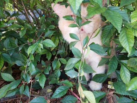 Orange cat Stock Photos