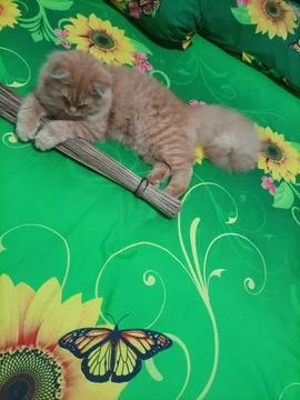 Orange cat 库存照片