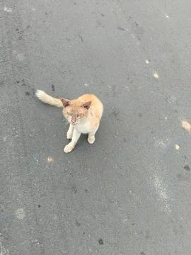 Orange cat Stock Photos