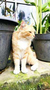 Orange cat Stock Photos