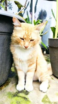 Orange cat Stock Photos