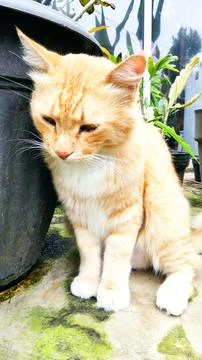 Orange cat Stock Photos