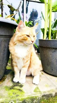 Orange cat Stock Photos