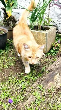 Orange cat Stock Photos