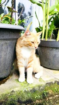 Orange cat Stock Photos