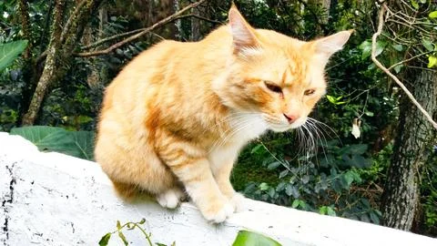 Orange Cat Stock Photos