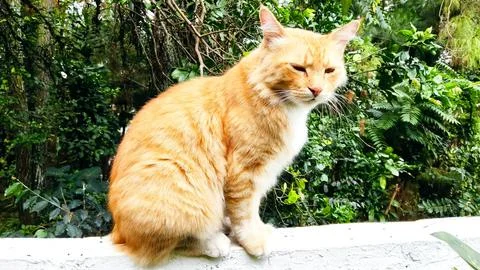 Orange Cat Stock Photos