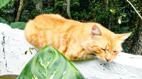 Orange Cat Stock Photos