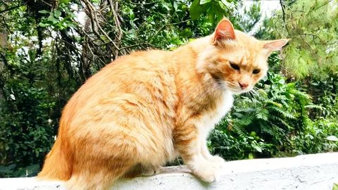 Orange cat Stock Photos