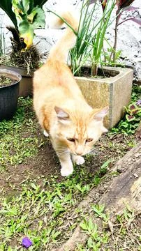 Orange cat Stock Photos