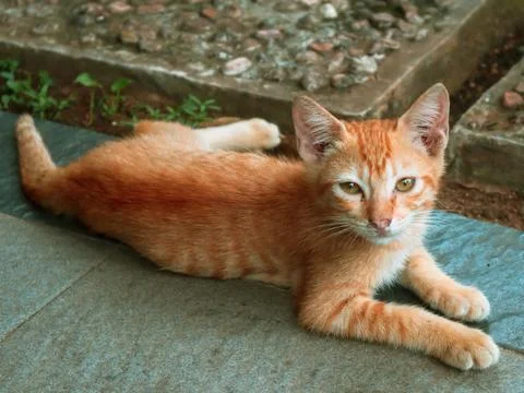 Orange cat Stock Photos