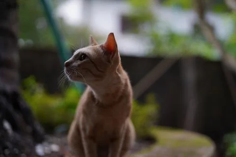 Orange Cat Foto stock