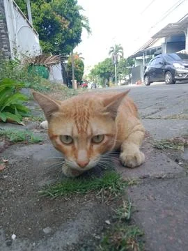 Orange cat Stock Photos