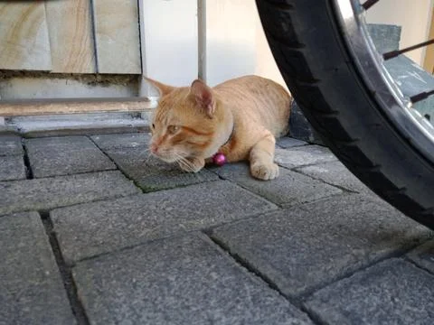 Orange cat Stock Photos