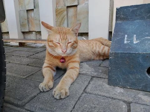 Orange cat Stock Photos