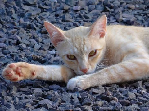 Orange cat Stock Photos
