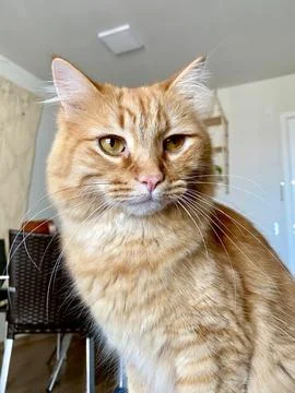 Orange cat Fotos de archivo