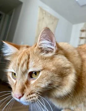 Orange cat Fotos de archivo