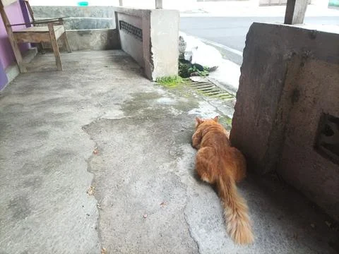 An orange cat Foto stock
