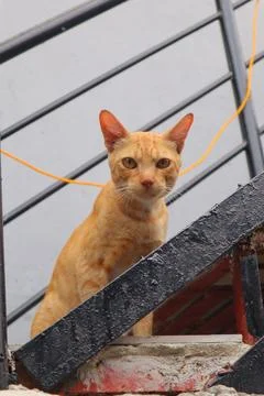 Orange Cat Stock Photos