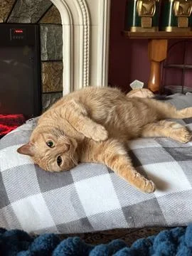 Orange Cat Stock Photos