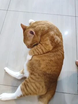 ORANGE CAT Stock Photos