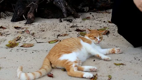 Orange cat playing on the beach Stock Footage 280676095