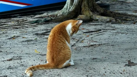Orange cat playing on the beach Video stock 280677444
