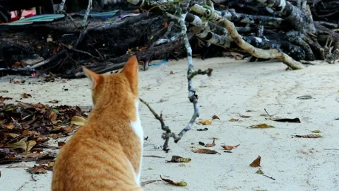 Orange cat playing on the beach Stock Footage 280677798