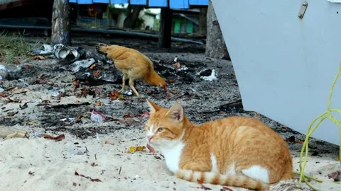 Orange cat playing on the beach Stock Footage 280678248
