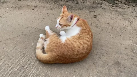 Orange cat playing with floor. Stock Footage 284290969