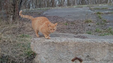 An orange cat is playing. Video stock 331469512