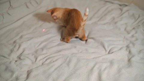 An orange cat is playing on a light blanket, chasing after a red dot created by Stock Footage 345868207