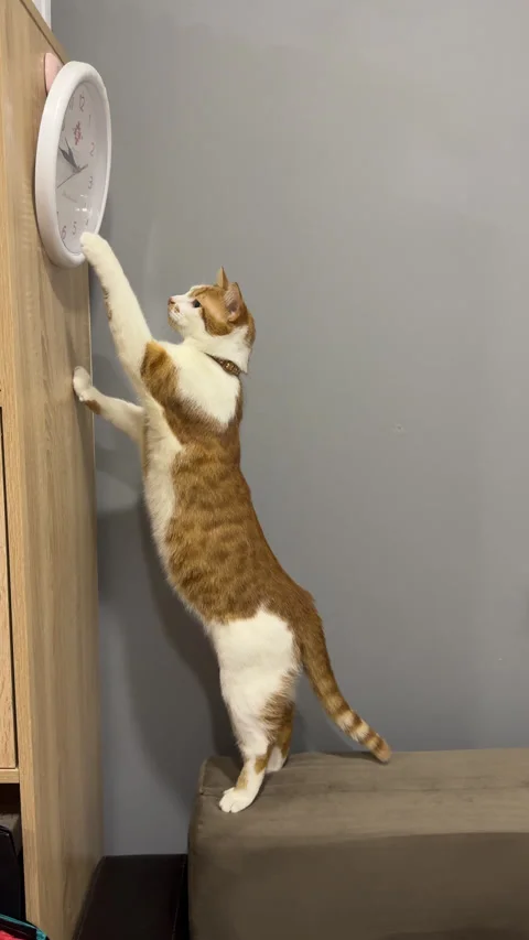 An orange cat is playing with the second hand of a clock. The clock is hang.. Stock Footage 297695394