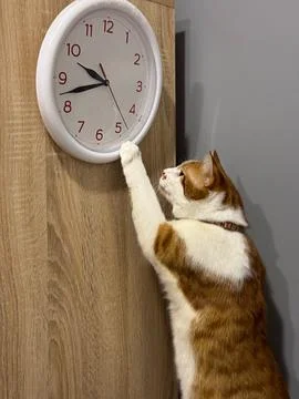 An orange cat is playing with the second hand of a clock. The clock is hangin Stock Photos