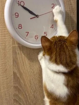 An orange cat is playing with the second hand of a clock. The clock is hangin Stock Photos