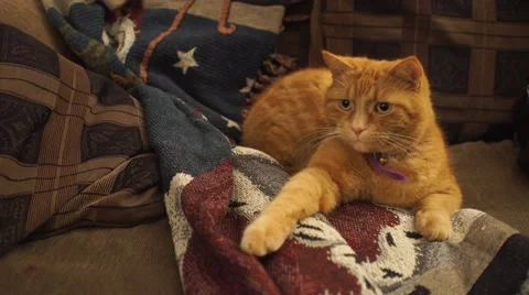 An orange cat playing with a shoestring. Stock Footage 44800715