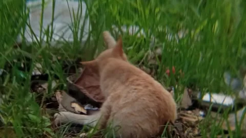 An orange cat plays in the grass after hunting for food in the wild Stock Footage 310243901