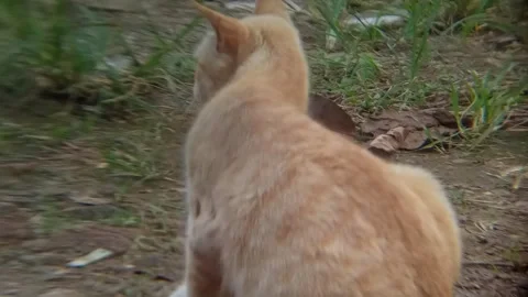 An orange cat plays in the grass after hunting for food in the wild Stock Footage 310244022