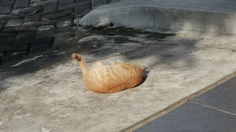 The orange cat plays by rolling its body Stock Footage 250077275